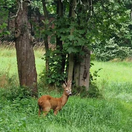 U Strazaka * Świeradów-Zdrój