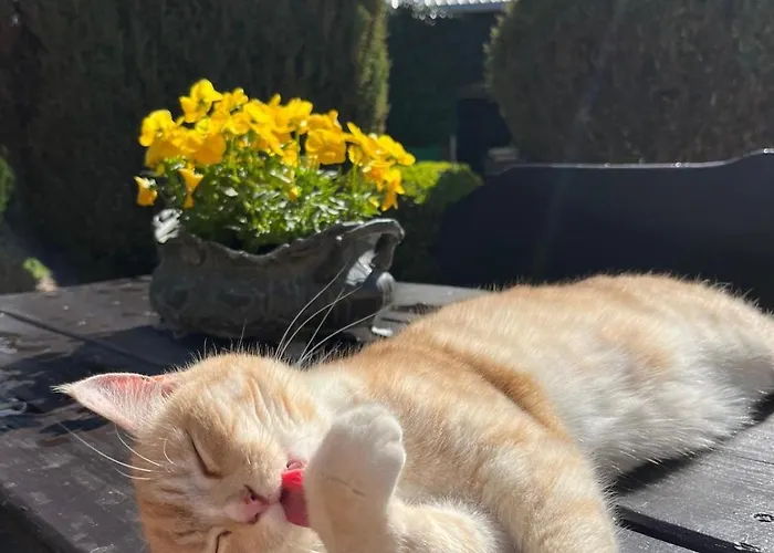 U Strazaka * Swieradow-Zdroj