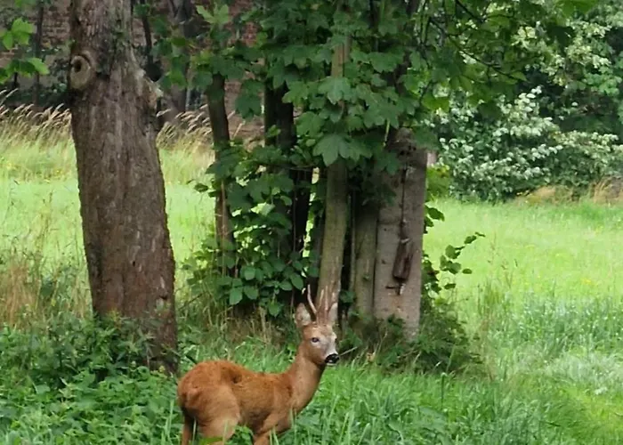 U Strazaka * Swieradow-Zdroj