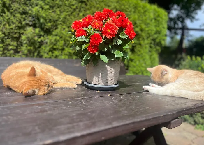 Farm stay U Strazaka Swieradow-Zdroj